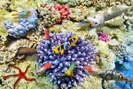 Corals and marine creatures