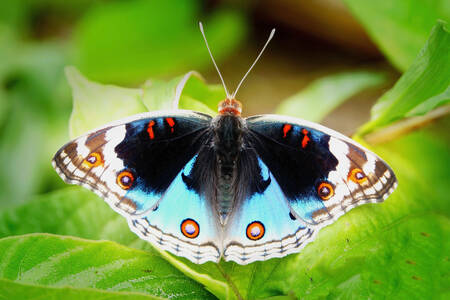 Ein bunter Schmetterling auf einem Blatt