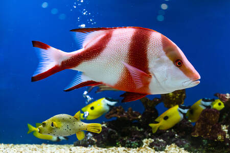 Fische im Aquarium