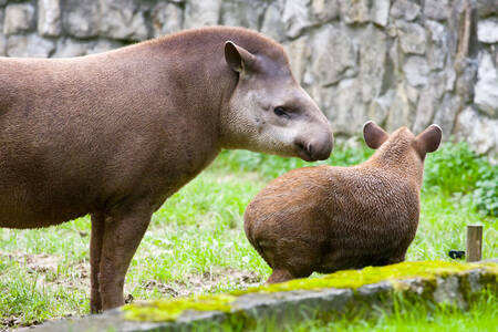 Južnoamerički tapiri