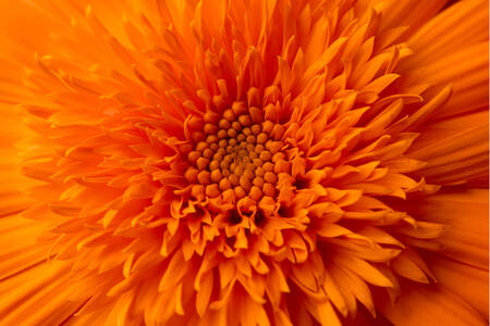 Calendula flower