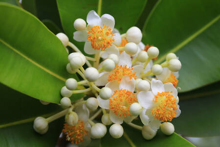 Flor de Tamanu