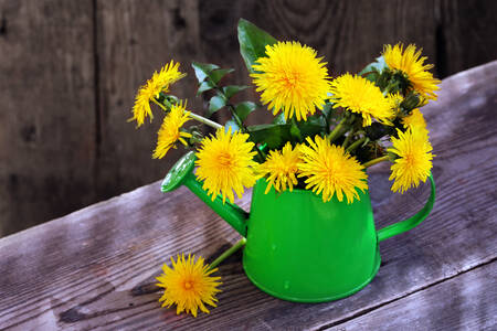 Paardenbloemen in een gieter