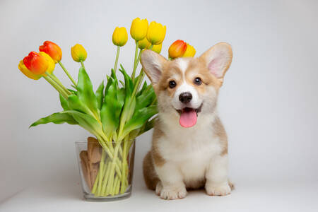 Corgi puppy with a bouquet of tulips