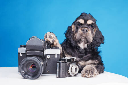 Filhote de Cocker Spaniel com câmera retrô