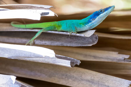 Σαύρα Anolis allisonii