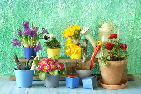 Garden flowers and tools on the table