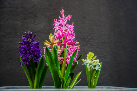Hyacinth berwarna-warni
