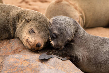 Две спящи пухкави тюлени