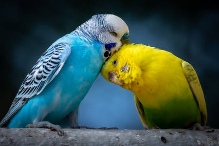 Pair of budgies