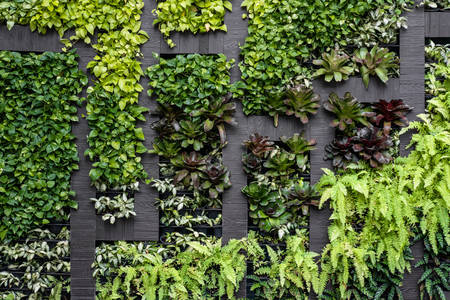 Green wall of plants