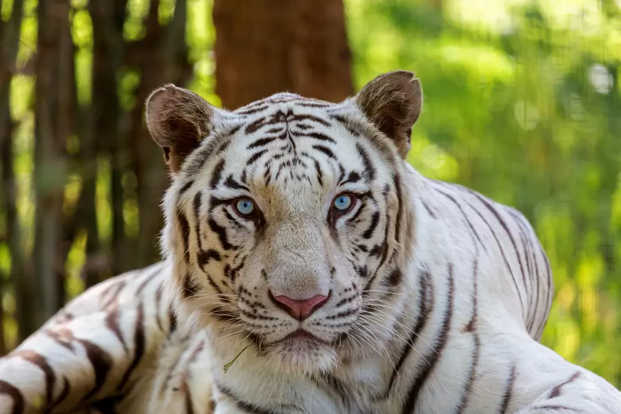 White tiger
