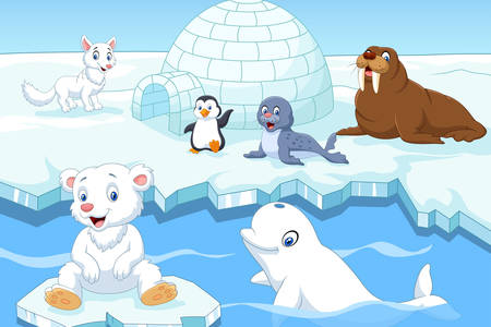 Zvieratá severného pólu