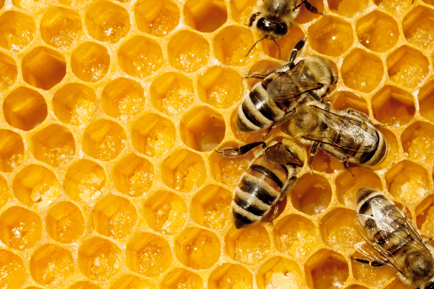 Пчелиные соты макро