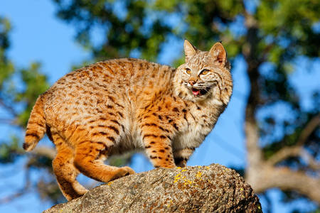 Lynx rouge sur une pierre