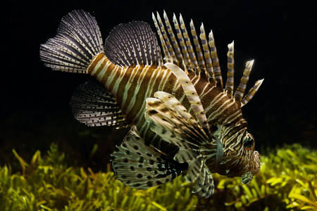 Een vis Scorpaena