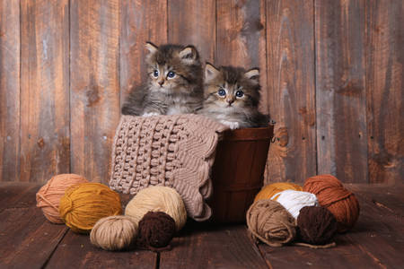 Kittens in a basket