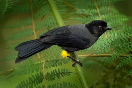 Yellow-thighed brushfinch on a branch