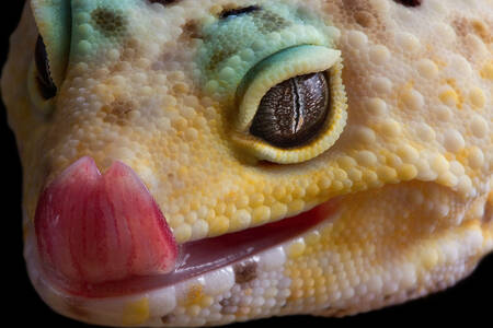 Gecko closeup