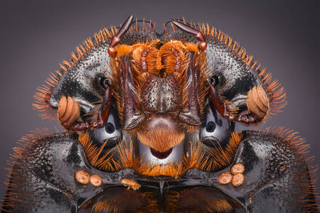 Zdjęcie makro chrząszcza gnojowego