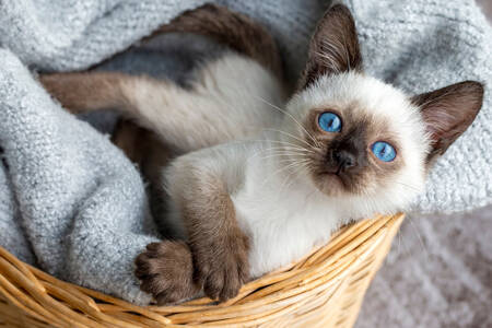 Gatito siamés en una cesta