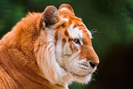 Arany tigris