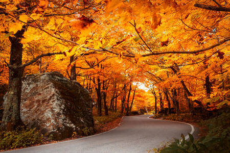 Strada d'autunno
