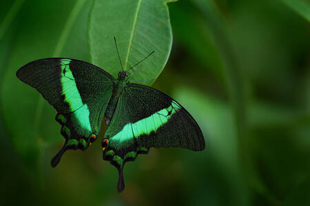 Grüner Schmetterling