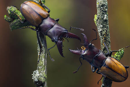 Beetles on branches
