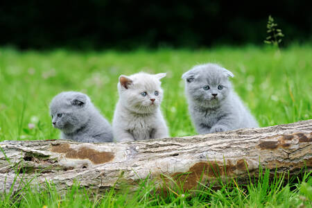 Сірі кошенята