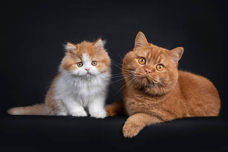 Gatito y gato rojo