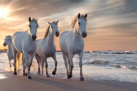 Białe konie