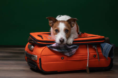 Câine pe o valiză