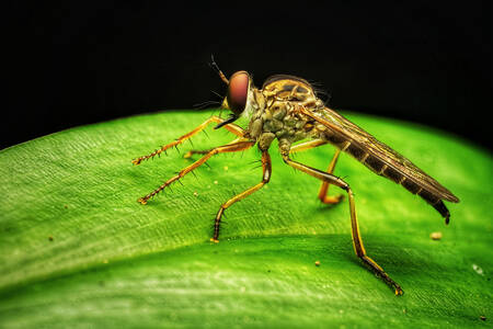 Predatory fly on a green leaf