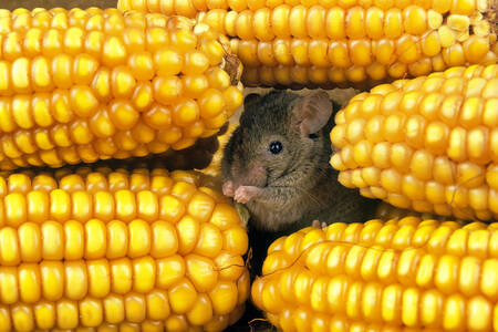 Mouse in the corn