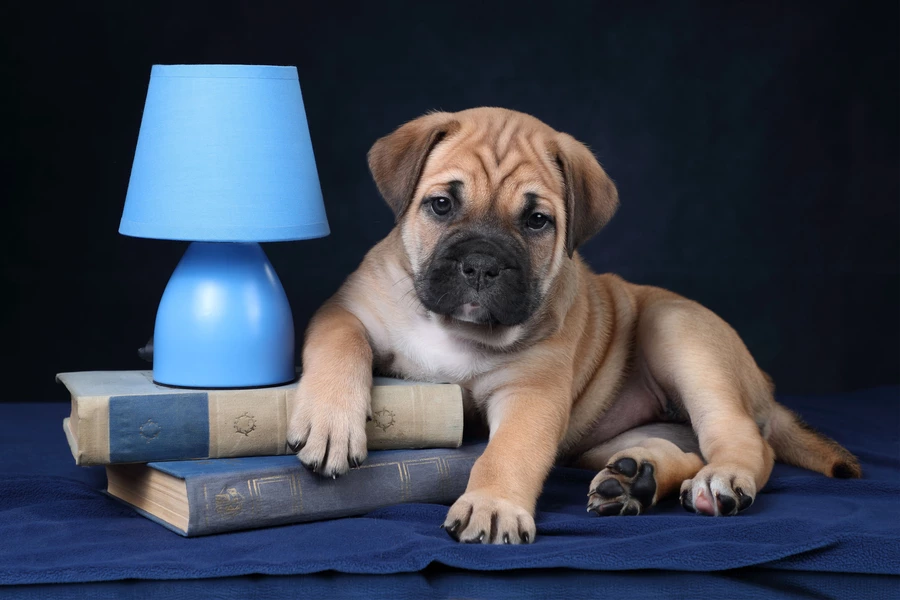 Kadebo puppy