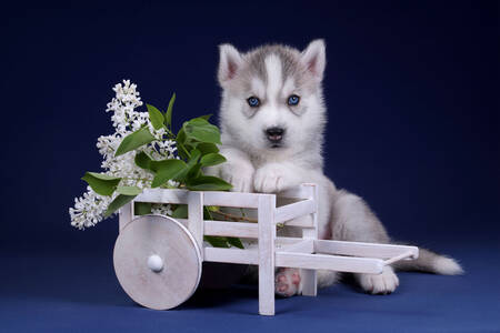 Husky puppy with cart