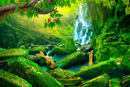 Cascada en bosque verde