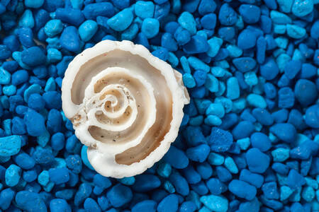 Shell on blue stones