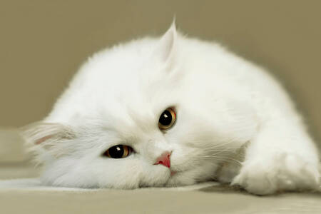 Snehovo biela mačka