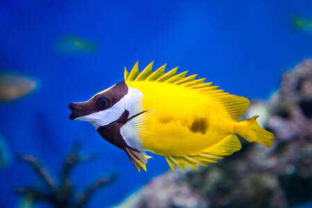 Θαλασσινό κίτρινο ψάρι