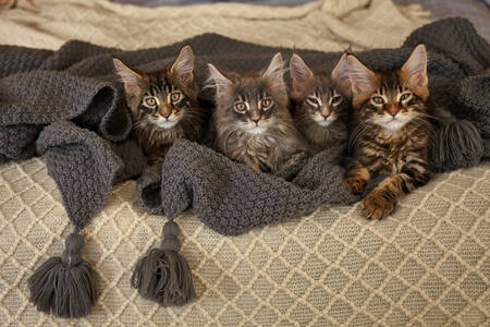 Γατάκια Maine Coon σε μια κουβέρτα