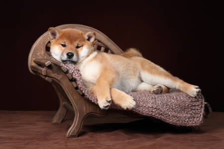 Cachorro de Shiba Inu en una silla