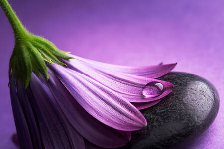 Gerbera morada sobre una piedra