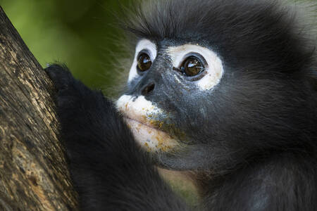 Portrait d'un singe