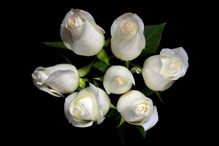 White roses on a black background