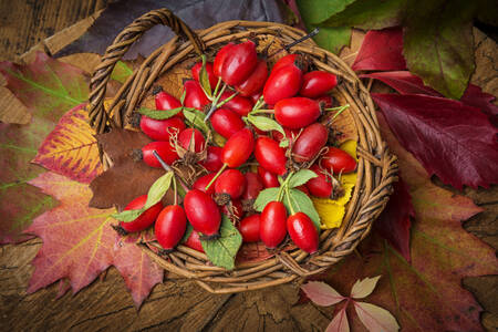 Basket with rose hips