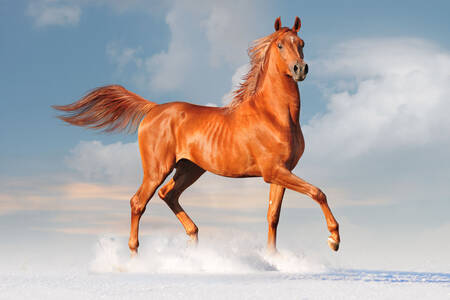 Arabian horse on the beach