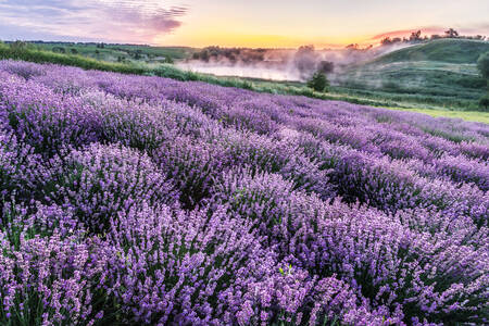 Polje lavande