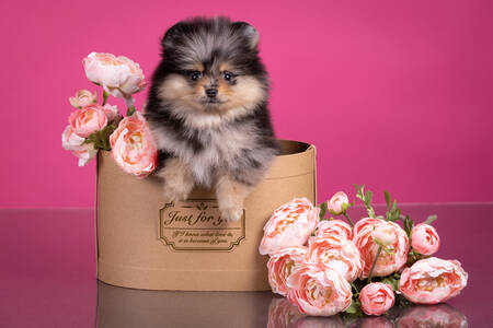 Spitz puppy in a box with flowers